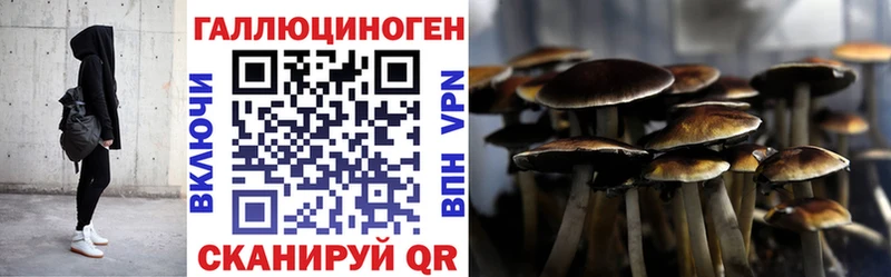 мега онион  закладка  Суздаль  Псилоцибиновые грибы Cubensis 